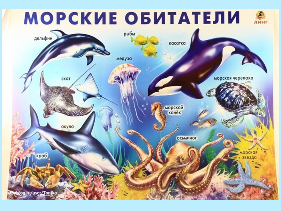 Морские картинки морские жители